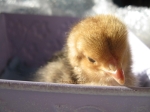 PB, our special care chick.